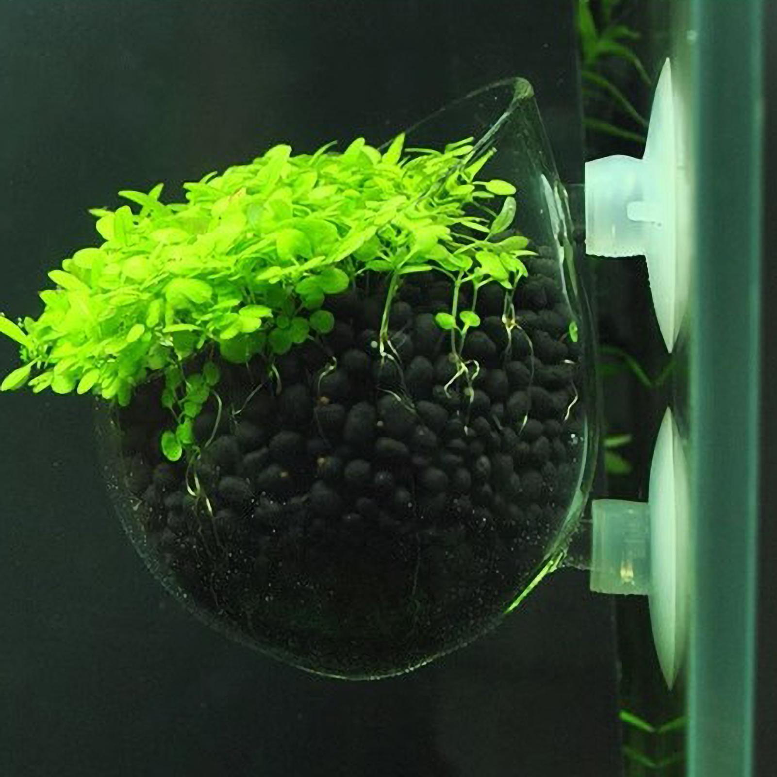 Marine Aquarium Live - Supporto per Piante Acquatiche in Vetro