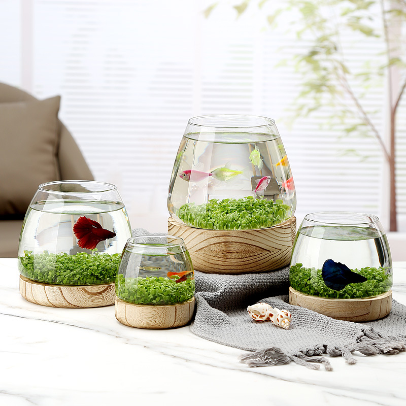 Marine Aquarium Live - Mini Acquario in Vetro con Base