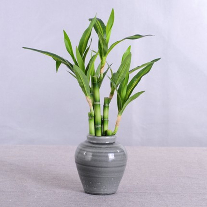 Nuova Pianta Artificiale di Ba - Marine Aquarium Tanks recensione e prezzo