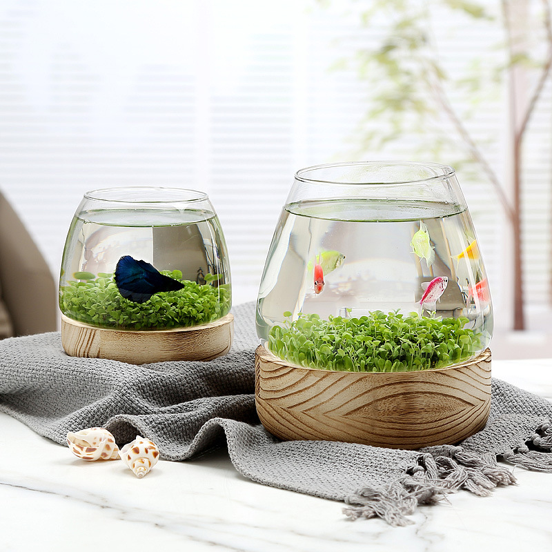 Mini Acquario in Vetro con Bas - Marine Aquarium Live recensione e prezzo