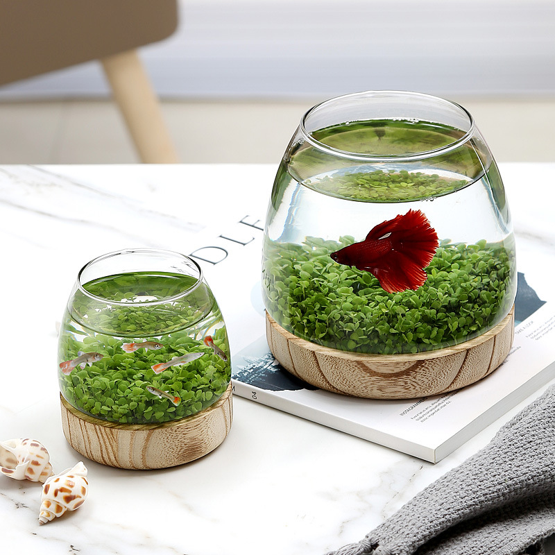 Mini Acquario in Vetro con Bas - Marine Aquarium Live recensione e prezzo