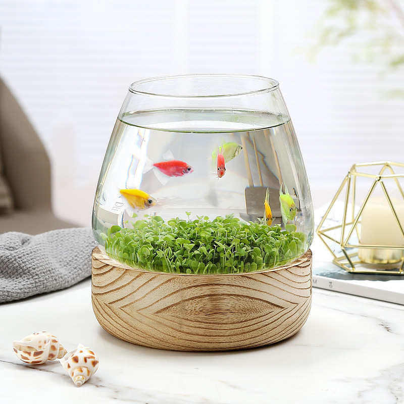Mini Acquario in Vetro con Bas - Marine Aquarium Live recensione e prezzo