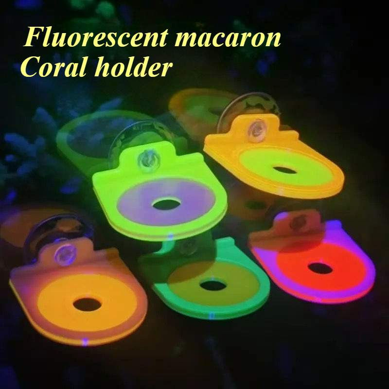 Colore casuale Coral Frag Hold - Marine Aquarium Live recensione e prezzo